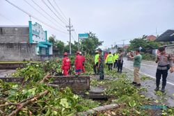 Angin Ribut Terjang 14 Kecamatan di Klaten, Pohon hingga Papan Reklame Ambruk