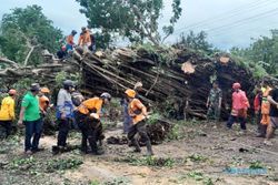 Cuaca Ekstrem, BPBD Wonogiri Ingatkan Pohon Tumbang Rawan Makan Korban