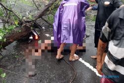 Remaja Kendarai Motor Tertimpa Pohon Tumbang di Pulisen Boyolali, Kakinya Patah