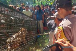 BKSDA Evakuasi Seekor Harimau Sumatra Masuk Perangkap di Aceh Selatan