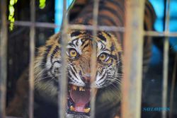 Seekor Harimau Sumatra Masuk Kandang Jebak BKSDA di Pasaman Sumbar