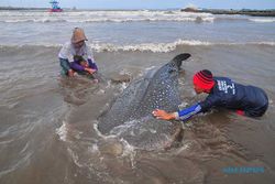 Hiu Tutul Berukuran 4 Meter Terjerat Jaring Nelayan dan Terdampar di Jepara