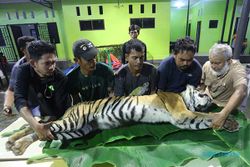 Tim Medis BKSDA Periksa Kesehatan Harimau Masuk Perangkap di Aceh Selatan