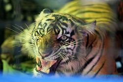 Tragis! Seorang Warga Tewas akibat Diterkam Harimau di Lampung Barat
