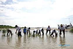 PLN Rehabilitasi Mangrove hingga 100 Hektare demi Perkokoh Pantura Jateng
