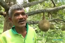 Mengenal Tawing, Durian Khas Magetan yang Punya Rasa Manis & Pahit