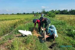 Waduh! Tikus Ancam Hasil Panen 26 Hektare Sawah di 7 Kecamatan Klaten