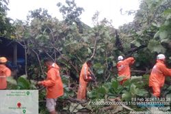 Pohon Jati Tumbang Menimpa Kandang dan Gudang di Tasikmadu Karanganyar