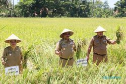 Alhamdulillah! Jateng Mulai Panen Raya, Berharap Harga Beras Berangsur Turun