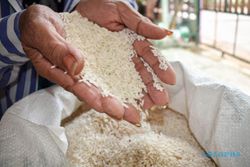 Menperin: Beras Analog Sagu Bisa Jadi Alternatif Pengganti Nasi