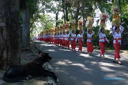 Ratusan Perempuan Ikuti Tradisi Mapeed Alas Kedaton di Tabanan Bali