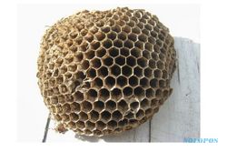 Arti Mimpi Sarang Lebah Membawa Pertanda Baik