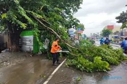 Cuaca Ekstrem, BPBD Semarang: 32 Pohon Tumbang & Banjir di Sejumlah Wilayah