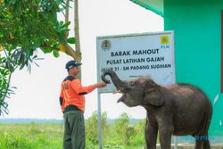 Ikut Aktif Lestarikan Gajah Sumatra, PLN Sediakan Kendaraan Patroli Hewan