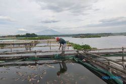Disiapkan buat Lebaran, Puluhan Ton Ikan di Waduk Cengklik Boyolali Malah Mati