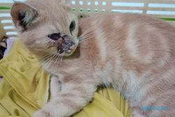 Kejam! Kucing Milik Warga Cawas Klaten Ditembak Orang, Peluru Kena Mata