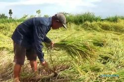 Terendam Banjir, Puluhan Hektare Tanaman Padi di Magetan Terancam Gagal Panen