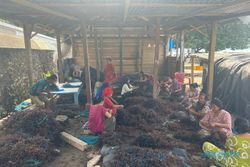 Klaster Usaha Rumput Laut Kampung Pogo, UMKM Binaan BRI di Sulawesi Selatan