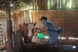 58.879 Ekor Ternak di Ngawi Telah Divaksin, Warga Jangan Ragu Konsumsi Daging