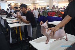 Ratusan Pencinta Kucing Ikuti Internasional Cat Show di Solo Paragon Mall
