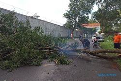 Pohon Tumbang Akibat Hujan Deras Tutup Akses Jalan Terminal Palur Karanganyar