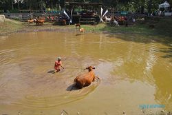 Mplegung Sapi, Ritual Memandikan Ternak di Tradisi Bersih Dusun Jatinom Klaten