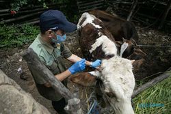 Vaksinasi Antraks ke Hewan Ternak Warga di Gedangsari Gunungkidul