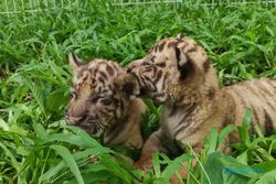 Gemas! Pengunjung Solo Safari Bisa Lihat Langsung Tiga Bayi Harimau Benggala