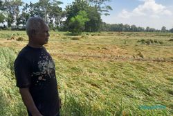 Nestapa Petani di Selogiri Wonogiri, Padi Siap Dipanen Malah Ambruk Kena Angin