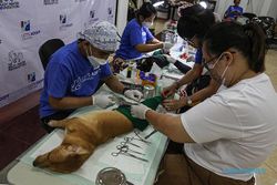Operasi Sterilisasi Anjing di Semarang untuk Kendalikan Populasi