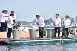 Momen Presiden Jokowi Resmikan Tambak Budi Daya Ikan Nila Salin di Karawang