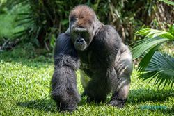Taman Margasatwa Ragunan Gelar Perayaan Ultah ke-29 Gorila Kumbo dan Kihi