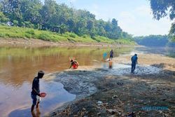 Bengawan Solo Tercemar Limbah, Warga Ngawi Panen Ikan Mabuk