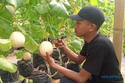 Hanya Sampai 30 Mei, Nikmati Sensasi Wisata Petik Melon di Bejen Karanganyar