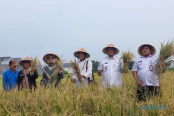 Didanai Uni Eropa, Sawah Percontohan Low Carbon Rice di Jomboran Klaten Panen