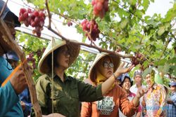 Kulonprogo Bikin Pertanian-Perikanan Terintegrasi Anggur-Melon dan Lele-Gurami