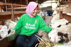Punya 25 KK Binaan, Program Balai Ternak Baznas Diluncurkan di Gunungkidul
