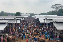 Pasaran Terakhir Jelang Iduladha, Intip Ramainya Pasar Hewan Jelok Boyolali