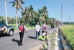Belasan Pembatas Jalan & Tanaman Petani di Kulonprogo Dirusak Orang Misterius