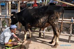 Dongkrak Harga Jelang Iduladha, Sapi-sapi Boyolali Dipercantik di Salon