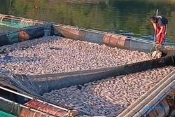 Ribuan Ikan di Karamba WKO Mati karena Upwelling, Petani Merugi Jutaan Rupiah