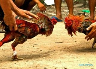 Walah! Motor Dinas Pemkab Grobogan Diamankan dalam Penggerebakan Sabung Ayam