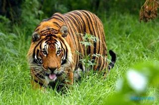 3 Petani Diterkam Harimau, 2 Orang Dalam Kondisi Kritis