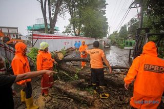Hujan dan Angin Kencang di Solo, Pohon Tumbang Tutup Jl Kolonel Sugiyono